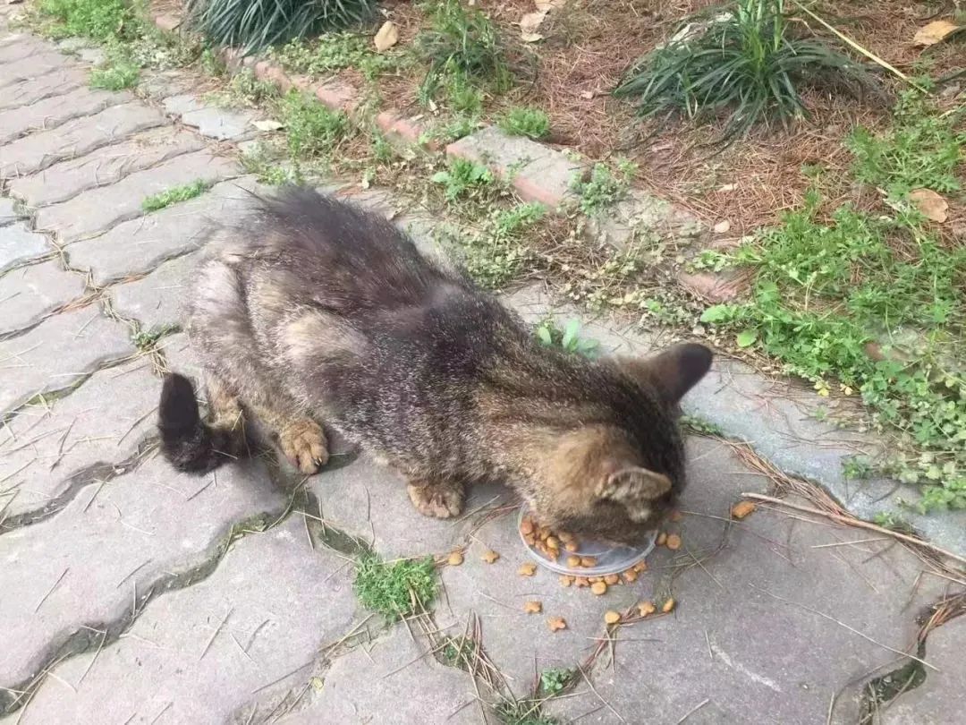 “男子打球被猫绊倒投喂者判赔24万”再审宣判！法院改判球馆承担主要责任