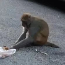 “猴哥”频繁下山蹭吃蹭喝！贵阳市野保站提醒→