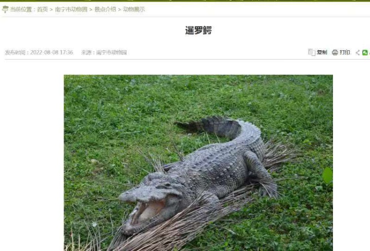 南宁动物园鳄鱼一动不动“都是假的”？工作人员回应