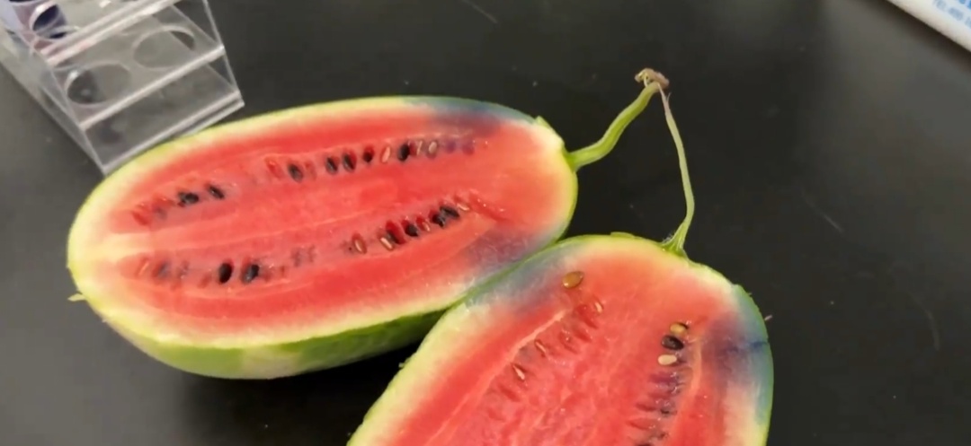 甜到齁!今年的西瓜为什么这么甜?打了甜蜜素?专家:警惕这一陷阱 甜到齁!今年的西瓜为什么这么甜?打了甜蜜素?专家:警惕这一陷阱