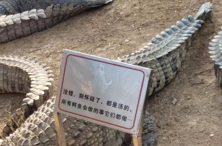 南宁动物园鳄鱼一动不动“都是假的”？工作人员回应