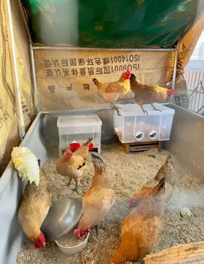 老公在顶楼养了30只鸡，成本还挺高，老婆说…...