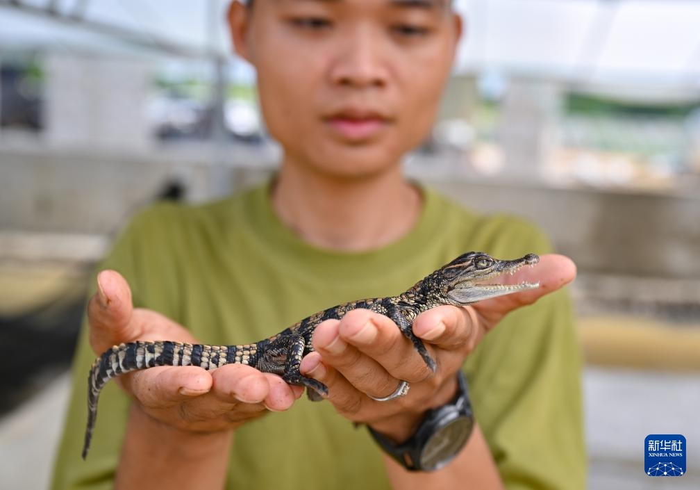走进海南“鳄鱼小镇”