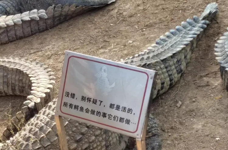动物园鳄鱼一动不动“都是假的”？工作人员回应
