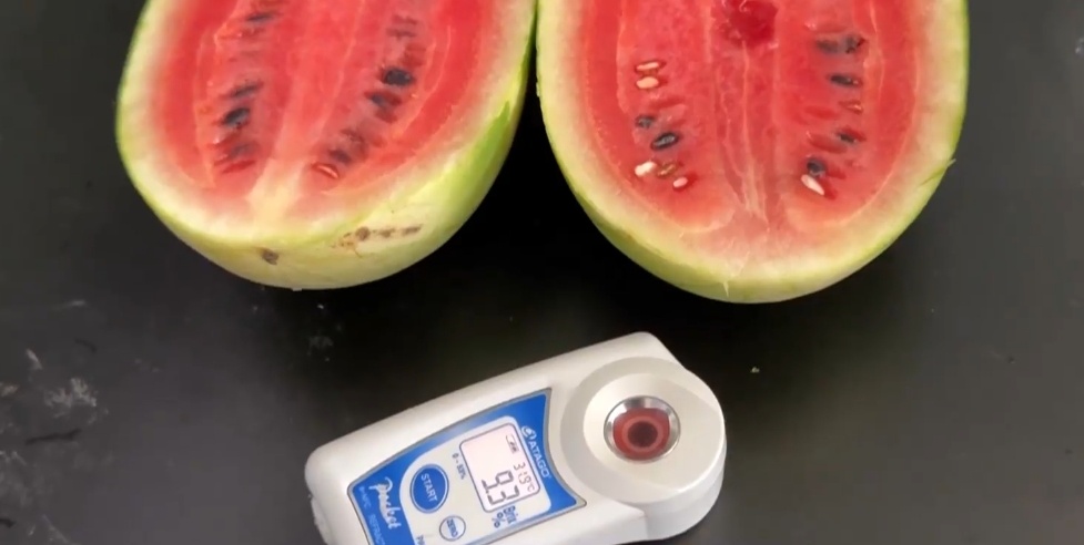 甜到齁!今年的西瓜为什么这么甜?打了甜蜜素?专家:警惕这一陷阱 甜到齁!今年的西瓜为什么这么甜?打了甜蜜素?专家:警惕这一陷阱