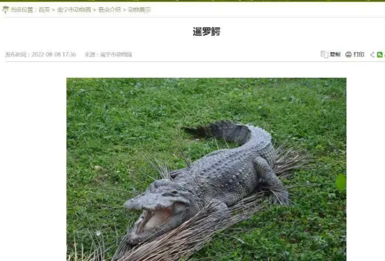 动物园鳄鱼一动不动“都是假的”？工作人员回应