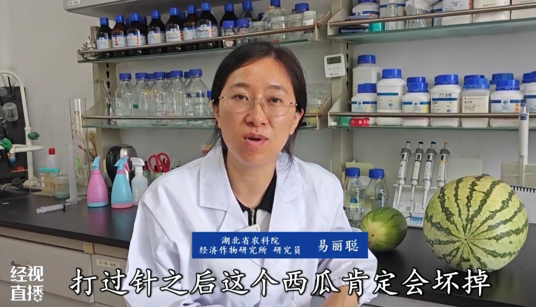 甜到齁!今年的西瓜为什么这么甜?打了甜蜜素?专家:警惕这一陷阱 甜到齁!今年的西瓜为什么这么甜?打了甜蜜素?专家:警惕这一陷阱
