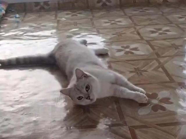 球馆内打球被流浪猫绊倒,责任如何划分? 球馆内打球被流浪猫绊倒,责任如何划分?