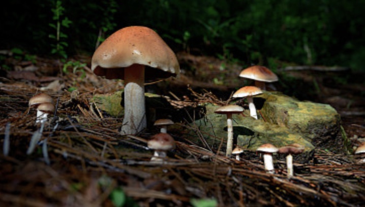 警惕野生蘑菇中毒，勿做“菇勇者”