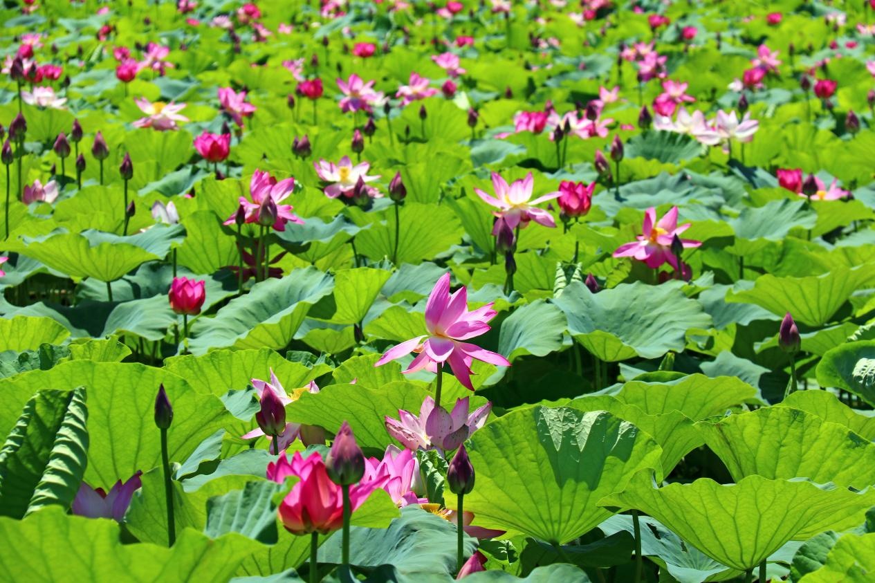 准格尔旗：荷花盛开迎客来 邂逅家门口的“诗和远方”