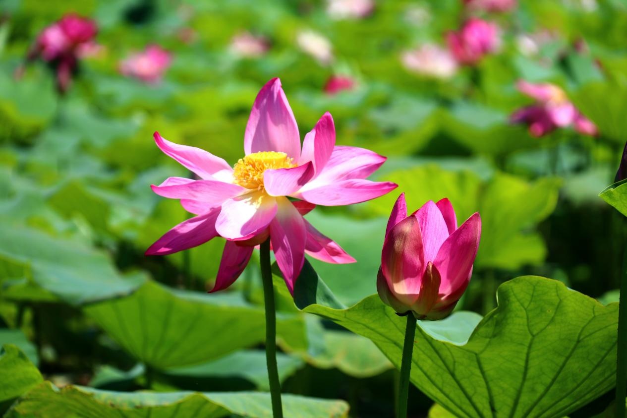 准格尔旗：荷花盛开迎客来 邂逅家门口的“诗和远方”