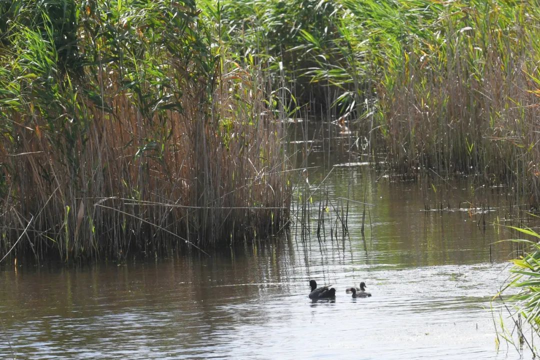 上海第一个“世界遗产”！为什么是它？