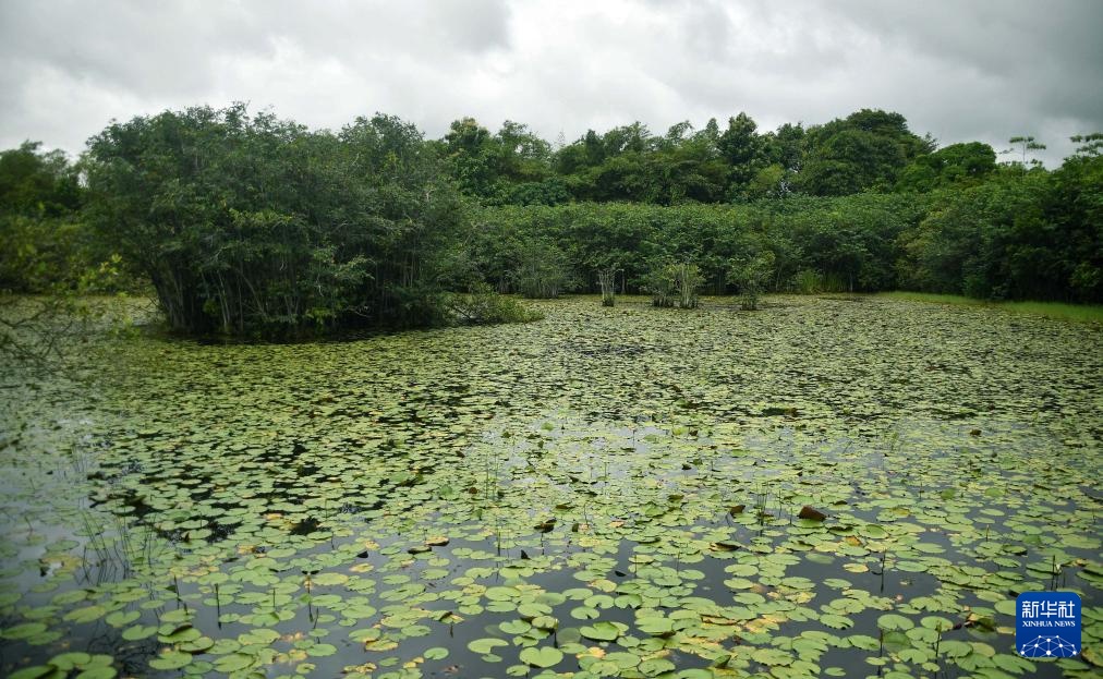 斯里兰卡：湿地公园里的生物多样性之美