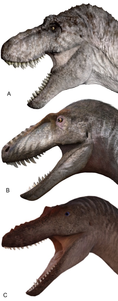 远古发现丨新发现暴龙类恐龙:古生物学家详解“暴龙之吻” 远古发现丨新发现暴龙类恐龙:古生物学家详解“暴龙之吻”