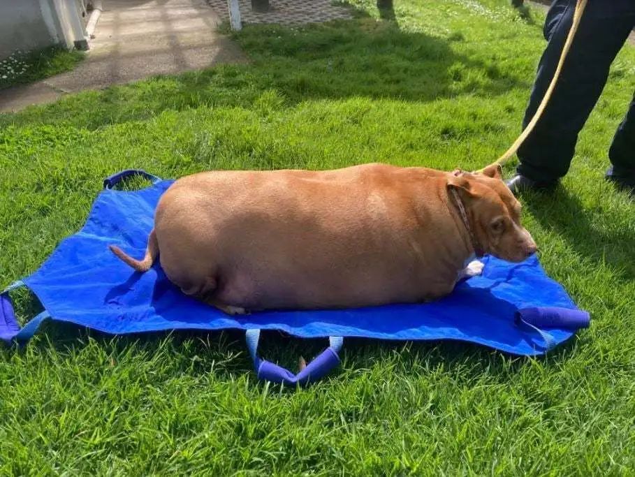 宠物狗身形过胖,女主人被判刑2月 宠物狗身形过胖,女主人被判刑2月