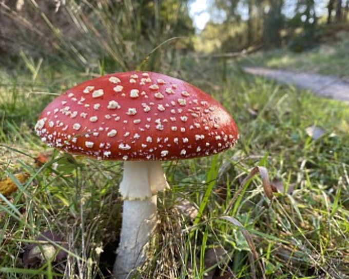 警惕野生蘑菇中毒，勿做“菇勇者”