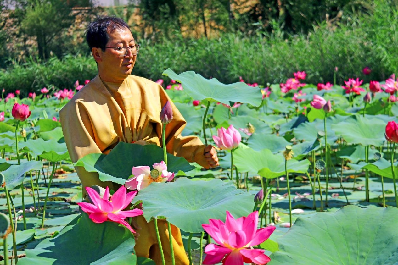 准格尔旗：荷花盛开迎客来 邂逅家门口的“诗和远方”