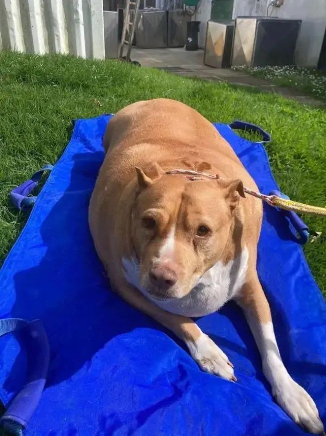 宠物狗身形过胖,女主人被判刑2月 宠物狗身形过胖,女主人被判刑2月