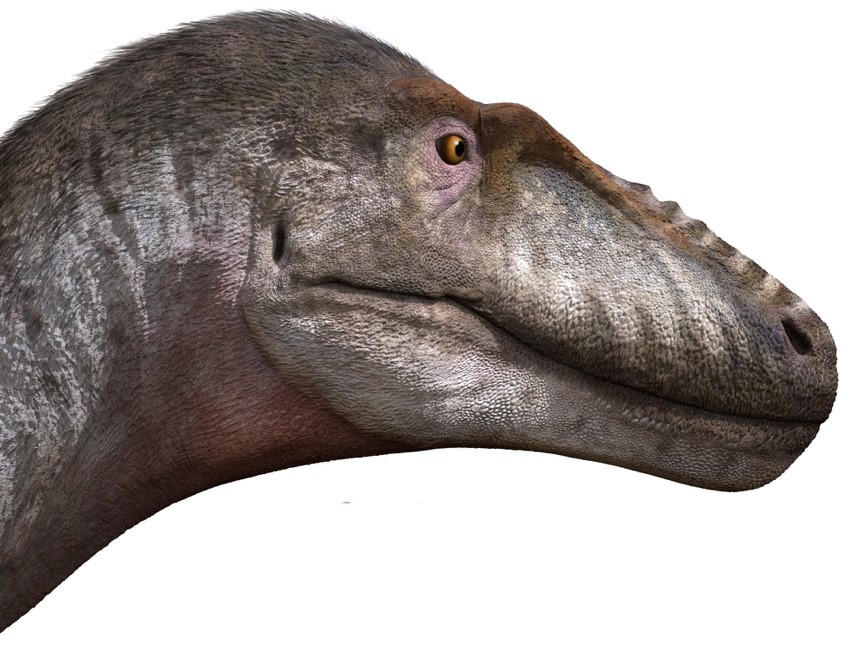 远古发现丨新发现暴龙类恐龙:古生物学家详解“暴龙之吻” 远古发现丨新发现暴龙类恐龙:古生物学家详解“暴龙之吻”