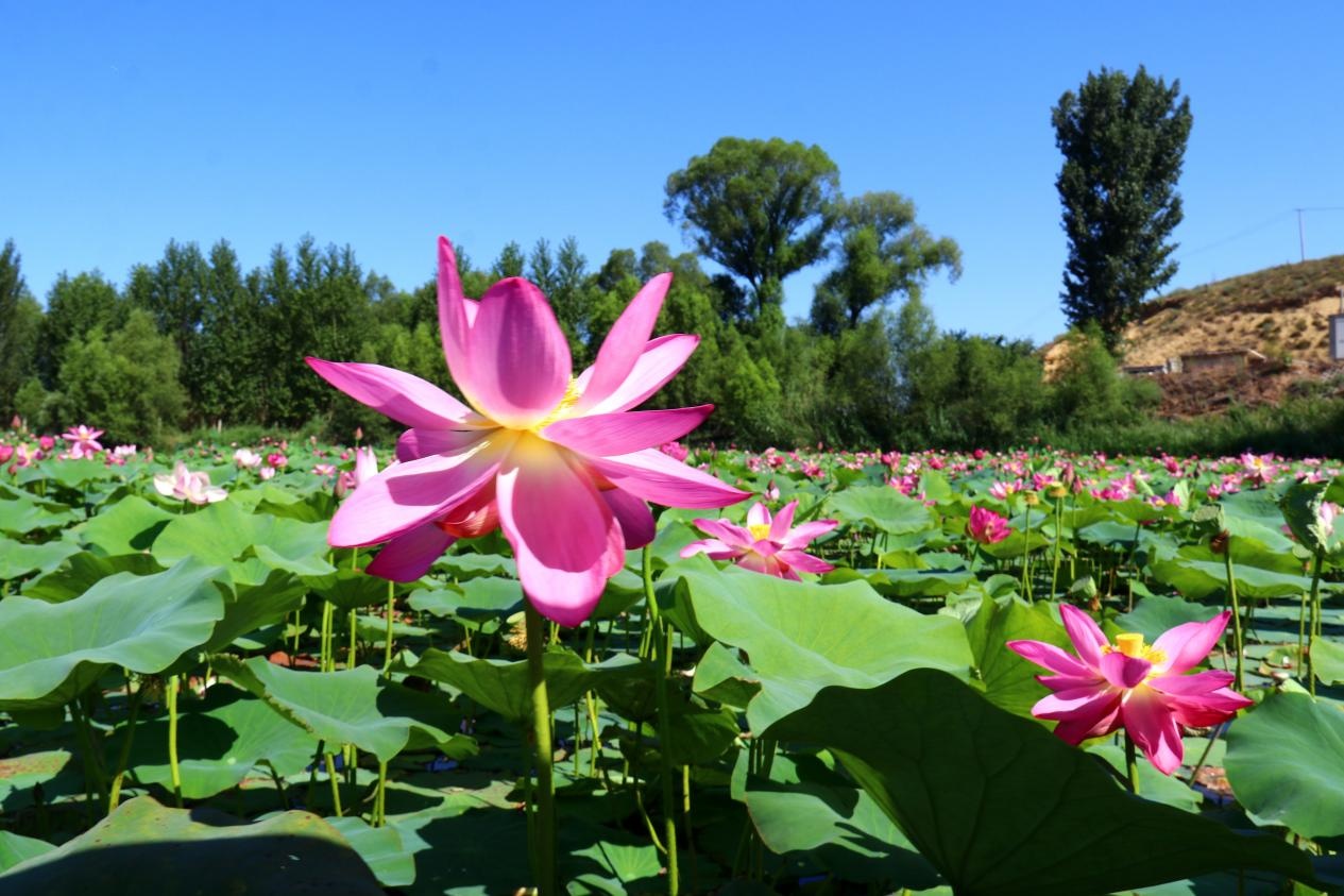 准格尔旗：荷花盛开迎客来 邂逅家门口的“诗和远方”