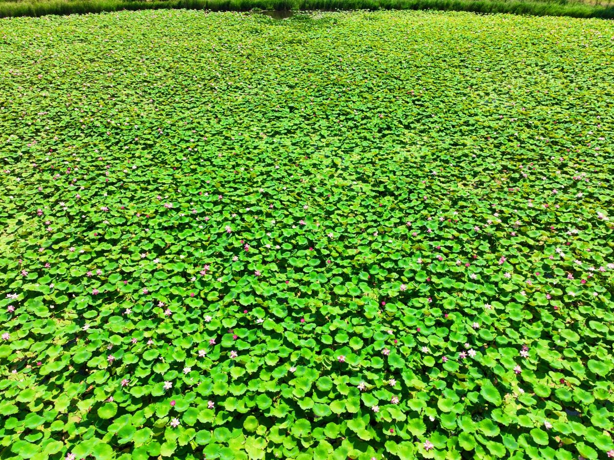 准格尔旗：荷花盛开迎客来 邂逅家门口的“诗和远方”