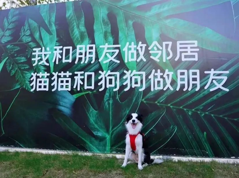 带猫咪看人文大展、带狗狗喝“爪布奇诺”……在上海，“宠物友好”不只是口号
