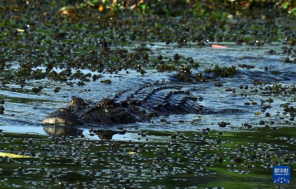 斯里兰卡：湿地公园里的生物多样性之美