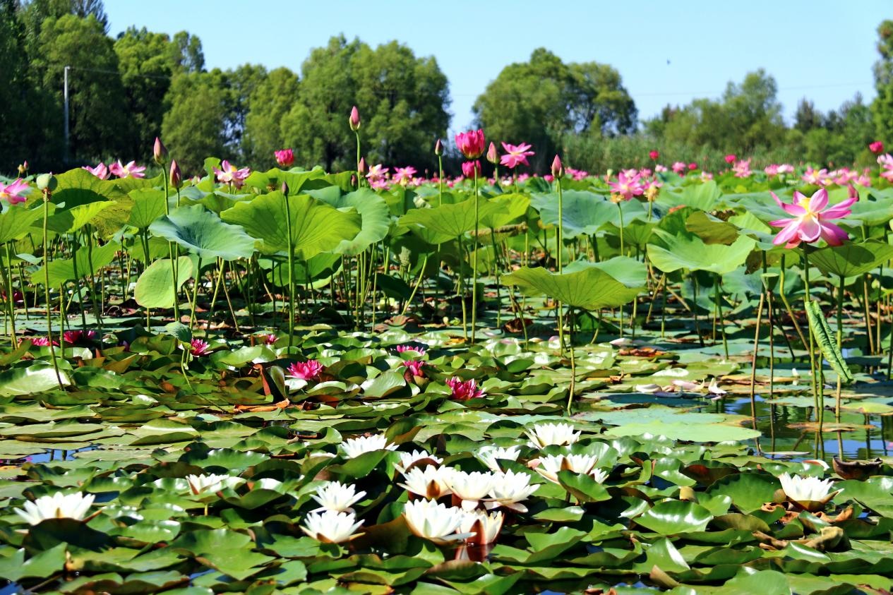 准格尔旗：荷花盛开迎客来 邂逅家门口的“诗和远方”