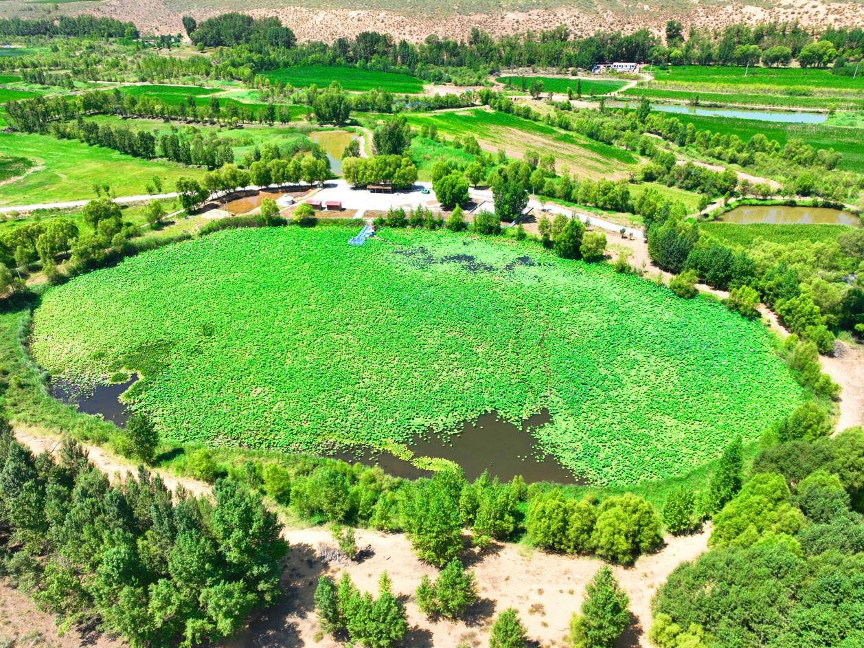 准格尔旗：荷花盛开迎客来 邂逅家门口的“诗和远方”