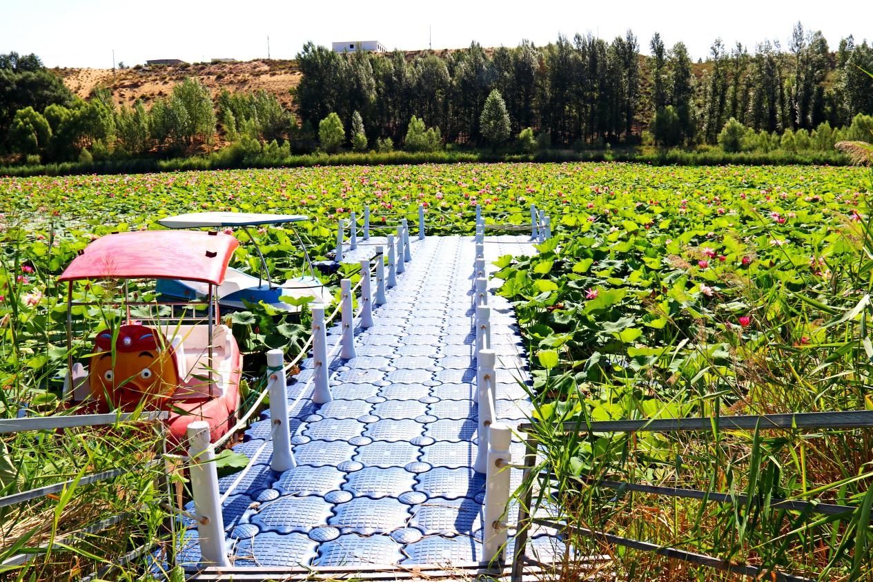 准格尔旗：荷花盛开迎客来 邂逅家门口的“诗和远方”