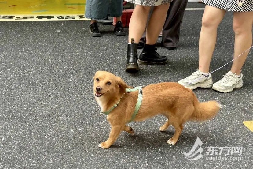 带猫咪看人文大展、带狗狗喝“爪布奇诺”……在上海，“宠物友好”不只是口号