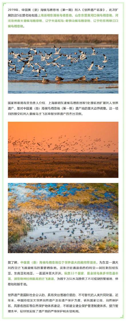 上海首个世界自然遗产之地诞生:上海崇明东滩候鸟栖息地列入世界遗产名录 上海首个世界自然遗产之地诞生:上海崇明东滩候鸟栖息地列入世界遗产名录
