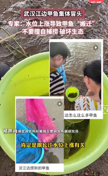 武汉江边甲鱼集体冒头！专家：与此有关，不建议捕捞
