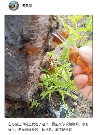 不要采!不要吃!重庆不少地方已出现…… 不要采!不要吃!重庆不少地方已出现……