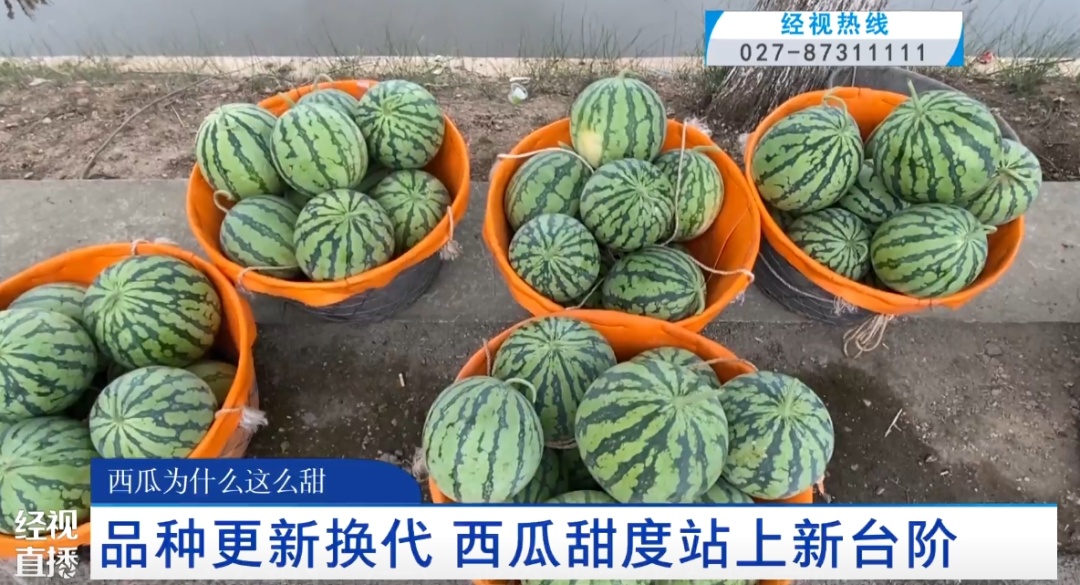 甜的齁！西瓜为何越来越甜？专家解释原因