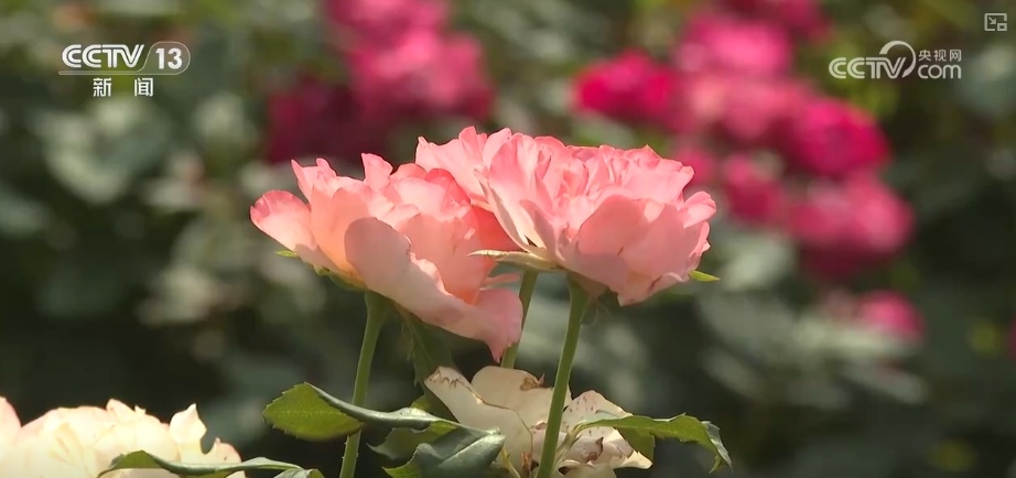 感受中轴线魅力 南中轴御道绿意流淌展新貌