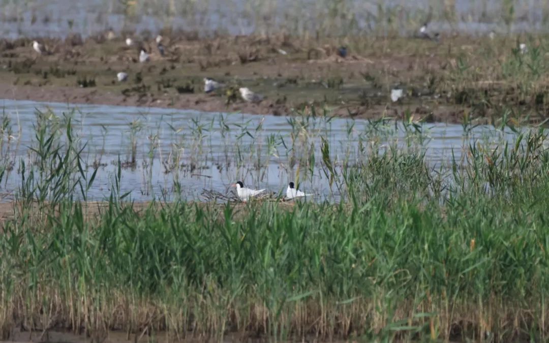 申遗成功!崇明东滩成为上海首个世界遗产 申遗成功!崇明东滩成为上海首个世界遗产
