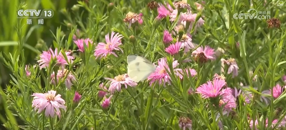 感受中轴线魅力 南中轴御道绿意流淌展新貌