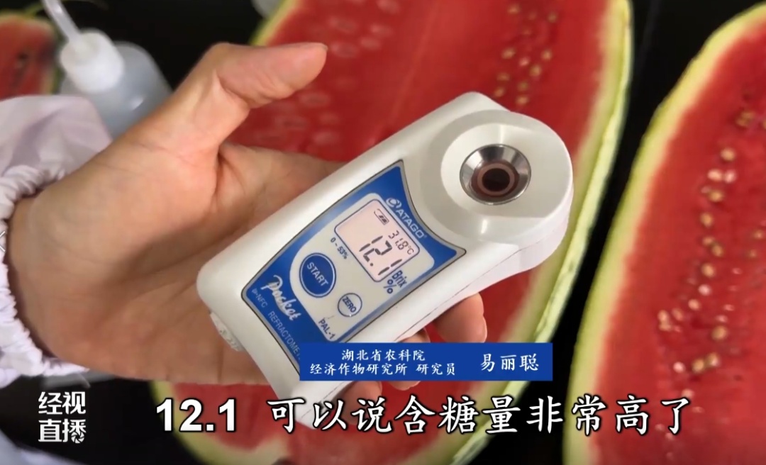 甜的齁！西瓜为何越来越甜？专家解释原因