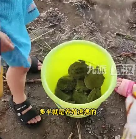 武汉江边甲鱼集体冒头！专家：与此有关，不建议捕捞
