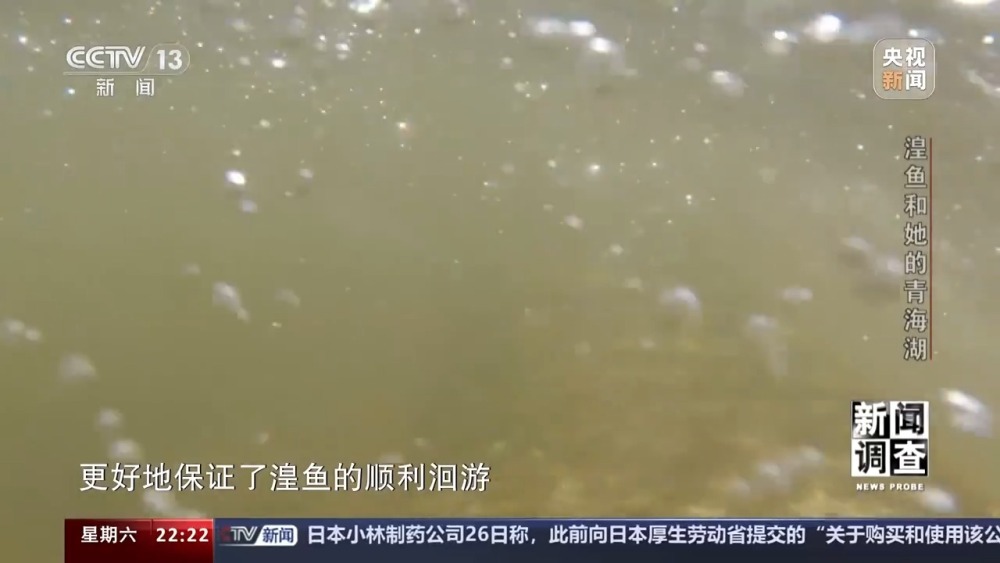 拯救濒危湟鱼青海湖如何再现半河清水半河鱼？