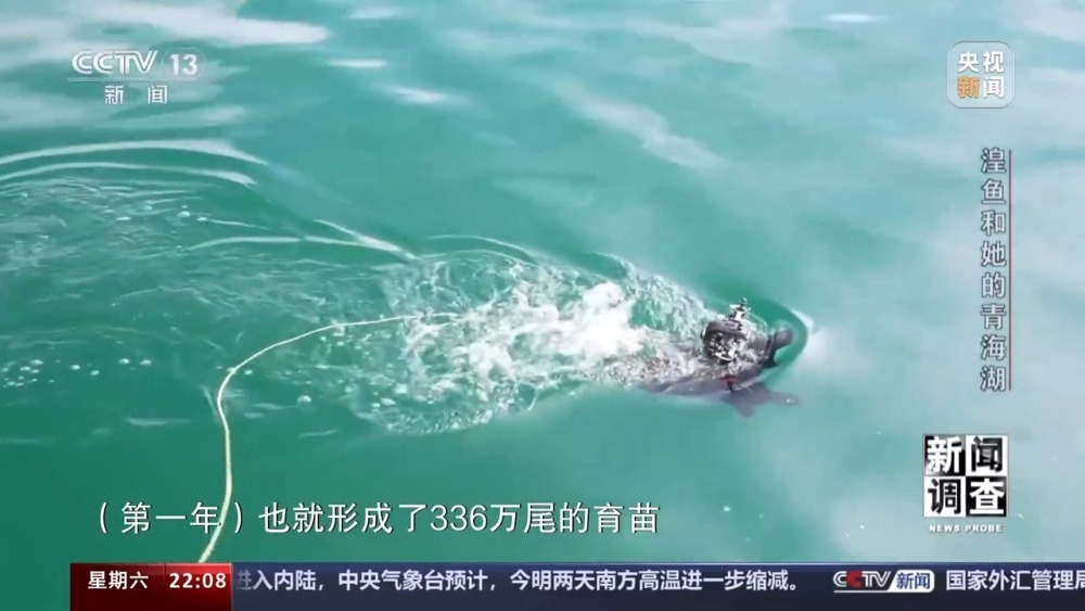 拯救濒危湟鱼青海湖如何再现半河清水半河鱼？