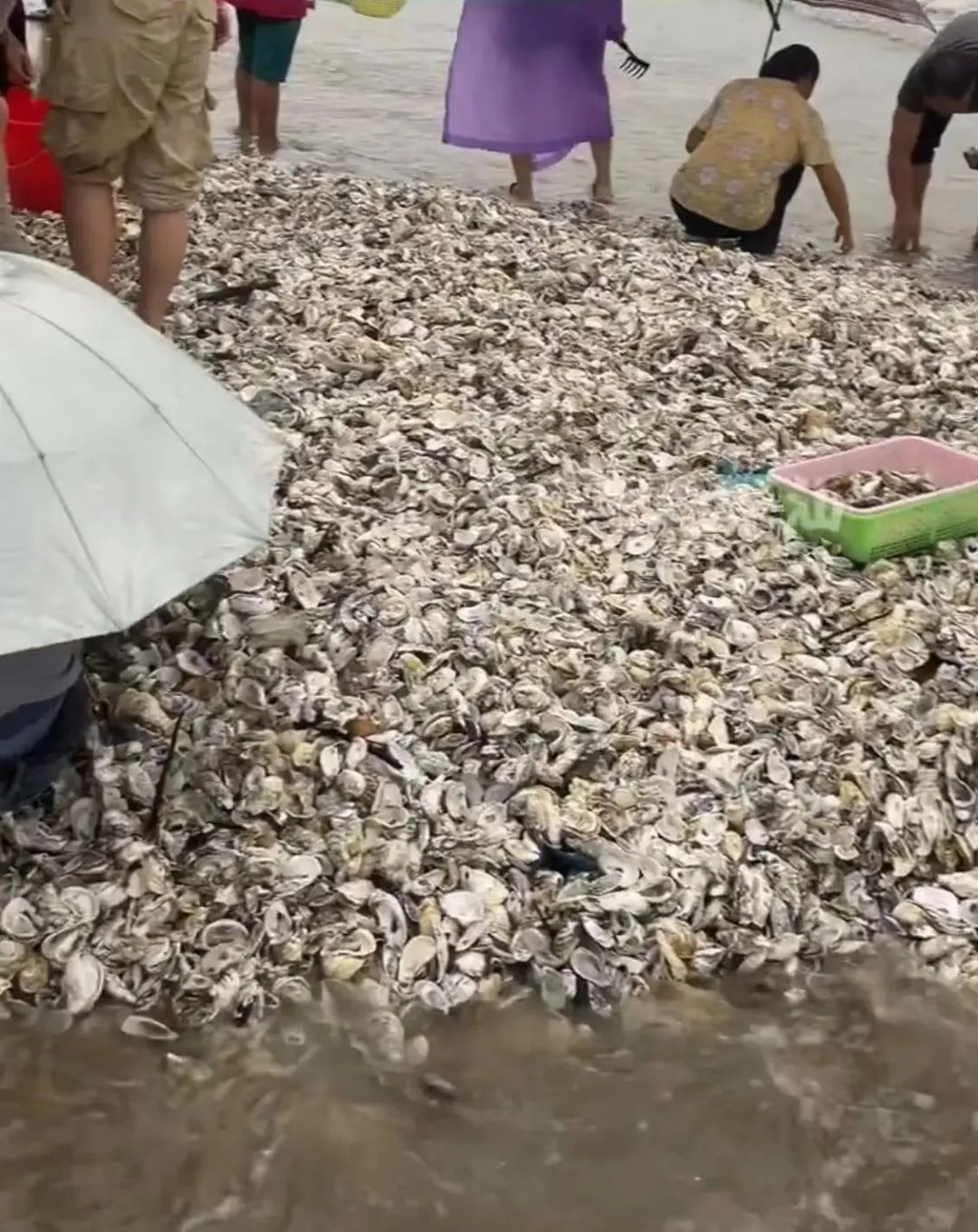 台风过后，广东海滩“天降生蚝”？紧急提醒→