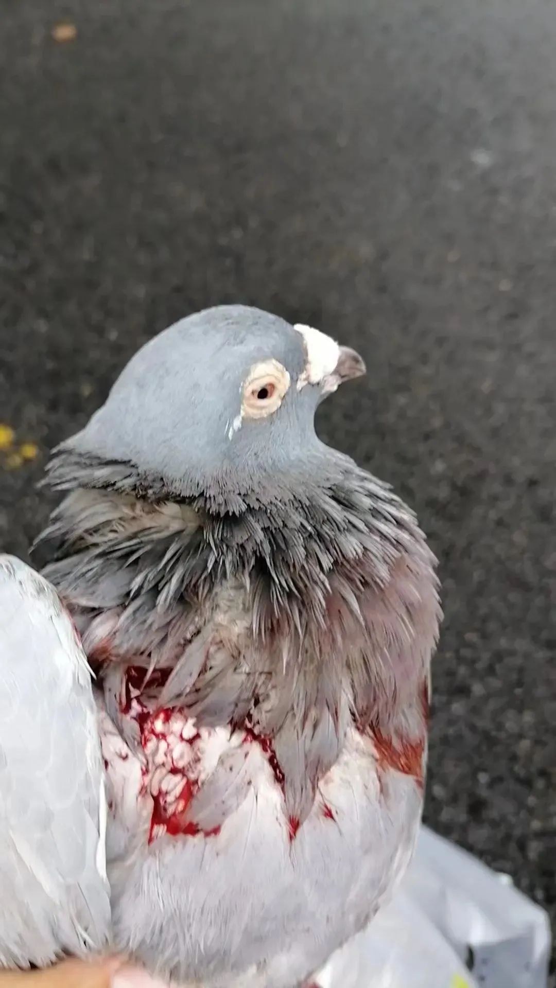 信鸽也会"迷路"?快来帮它找家! 信鸽也会"迷路"?快来帮它找家!