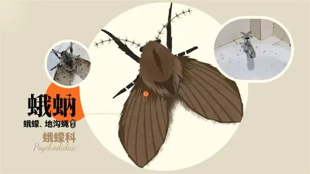 随手拍死小飞虫,男子被迫摘除眼球…… 随手拍死小飞虫,男子被迫摘除眼球……