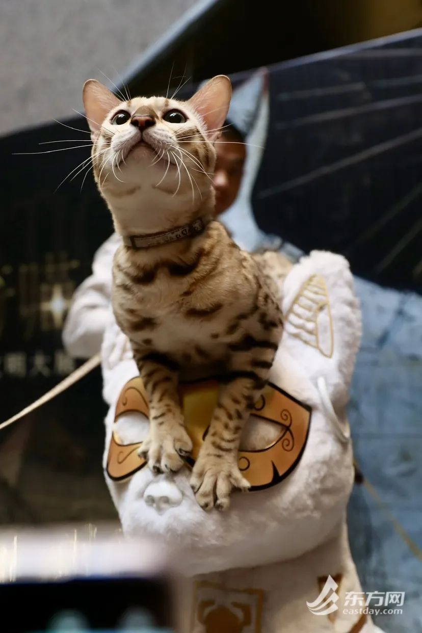 上海博物馆首场奇“喵”夜,200只猫咪盛装出席!“带我家社牛猫来看埃及老祖宗” 上海博物馆首场奇“喵”夜,200只猫咪盛装出席!“带我家社牛猫来看埃及老祖宗”