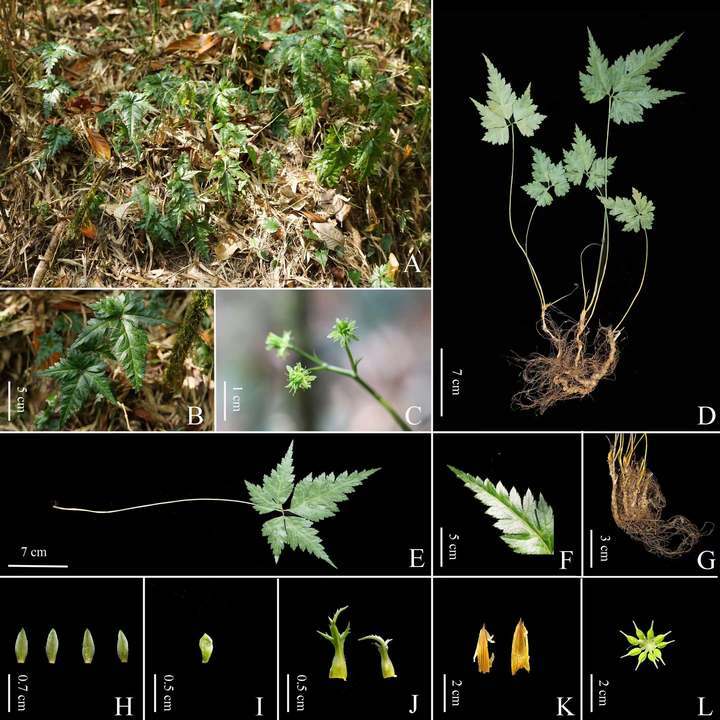 云南连续发现多个动植物新种 云南连续发现多个动植物新种