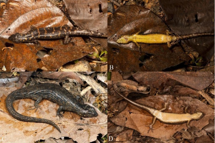 云南连续发现多个动植物新种 云南连续发现多个动植物新种