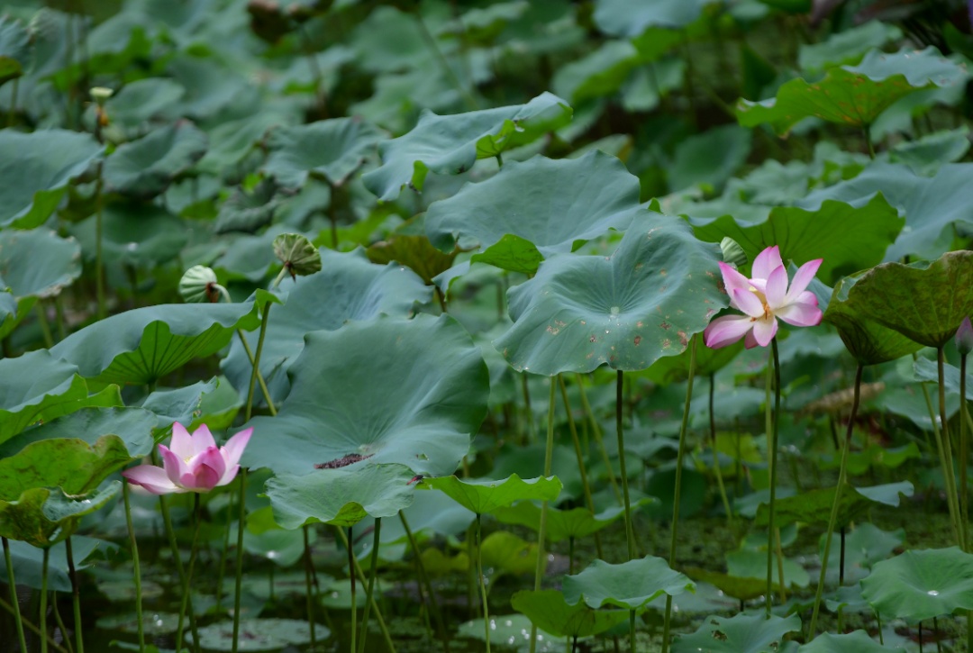 雨水“续杯”!未来三天广东仍有强降水,但晴热很快“返场” 雨水“续杯”!未来三天广东仍有强降水,但晴热很快“返场”