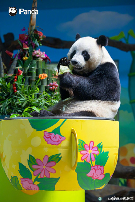 转存接好运！萌帅酷熊猫三胞胎今天10岁啦